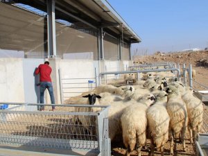 TZOB ve TÜDKİYEB'den 300 koyun projesine destek