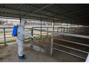 Şap hastalığı nedeniyle hayvan pazarları kapatıldı