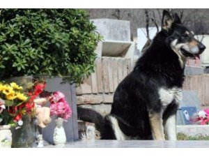 Arjantin’de vefalı köpek, 11 yıl boyunca sahibinin mezarı başında bekledi