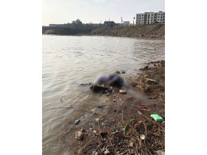 Cizre’de Dicle Nehri’nde erkek cesedi bulundu