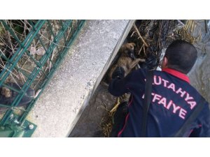Sulama kanalına düşen köpeği itfaiye kurtardı