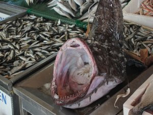 Marmara’dan çıkan dev fener balığı balıkçıları hem şaşırttı hem korkuttu