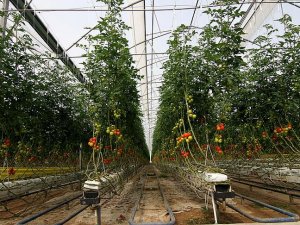 Hindistan cevizi kabuğunda üretilen domatese yoğun talep