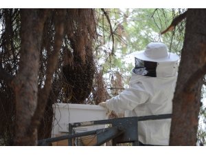 Parktaki ağaca konan arılar vatandaşları soktu