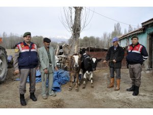 Konya’da çalınan inekler görme engelli sahibine teslim edildi