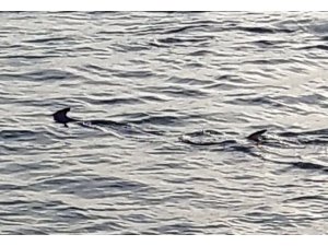 Muğla’da balıkçıların ’köpek balığı’ şaşkınlığı