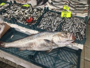 20 kiloluk kötek balığı yıllar sonra Akçakoca tezgahlarını süsledi