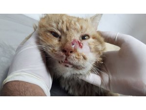 Antalya’da yaralı kediye yardım eli