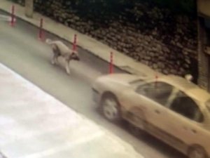 Köpeğe çarpıp kaçan resmi plakalı aracın sürücüsüne soruşturma açıldı