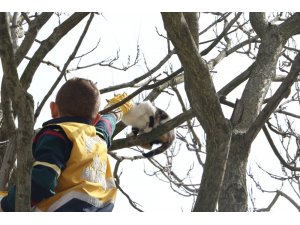 Eyüpsultan’da ağaçta mahsur kalan kediyi, veteriner ekipleri kurtardı