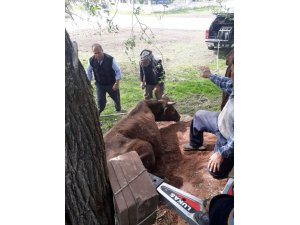 Ağaçların arasına sıkışan inek, AFAD tarafından kurtarıldı