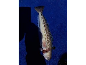 Ege Denizi’nde ‘trakonya’ alarmı