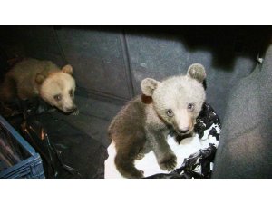 Köpeklerin saldırısından kurtarılan yavru ayılar ilgi odağı oldu