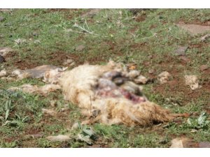 Başıboş köpekler koyun sürüsüne saldırdı