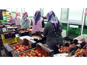 Manisa’dan Rusya’ya domates ihracatı başladı