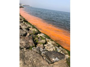İzmir Körfezi’ndeki kirlilik değil ‘alg patlaması’