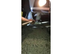 Seyir halindeki otomobilin alt kısmına sıkışan kediyi itfaiye kurtardı