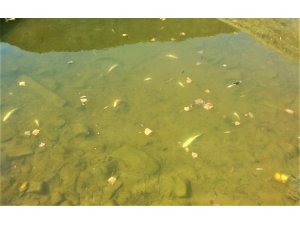 Kanallarda korkutan balık ölümleri