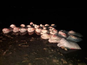Van’da 2 bin 800 kilo kaçak balık ele geçirildi