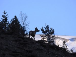 Giresun’da 2 erkek kızıl geyik doğaya salındı