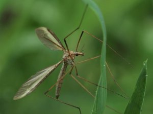 Kocaeli’de korkutan sinek zararsız çıktı