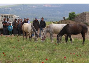 Akhisar’da ilk kez at panayırı düzenleniyor