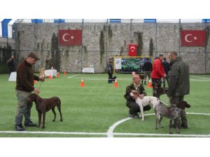 Trabzon’da uluslararası köpek ırkları yarışması