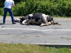 Yola çıkan inek kazaya sebep oldu