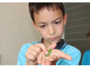 İlkokul öğrencileri okulda, ipek böcekçiliği yapıyor