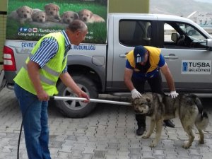 Tuşba’da sokak hayvanları için çalışma