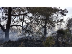 Antalya orman yangını seralara sıçramadan söndürüldü
