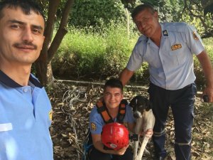 3 gün kuyuda yaşam mücadelesi veren köpek kurtarıldı