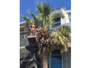 Marmaris’te palmiyeler yaz bakımına alındı