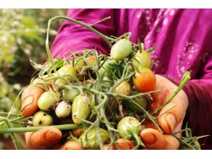 Antalya’da ‘tuta’ yüzünden binlerce ton domates çöpe gitti