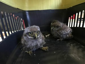 Yavru baykuşlar tedavi için İstanbul’a gönderildi