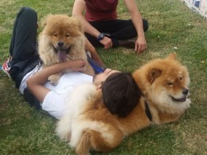 Taksim’de “Çin Aslanı” cinsi köpeklere vatandaşlardan büyük ilgi