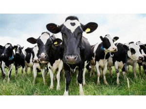 Hayvancılık ithalatında rekor artış yaşandı