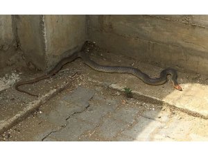 Vatandaşların evlerine giren yılanlar tek tek yakalandı