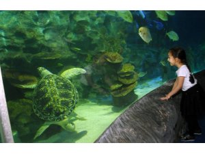 Avrupa akvaryumlarındaki en büyük deniz kaplumbağalarından Iggy İstanbul’da