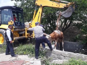 Su kuyusuna düşen iki inek kurtarıldı