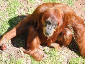 Dünyanın en yaşlı orangutanı öldü