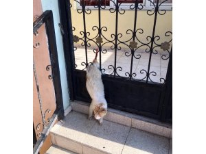 Demir kapıya sıkışan kediyi itfaiye kurtardı