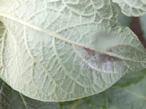Patates üreticilerine "Patates mildiyösü ve böceğine" uyarısı
