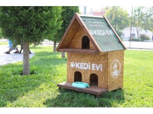 Pamukkale Belediyesi’nden kedi evi projesi