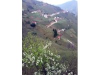 Giresun’da bir köy daha karantinaya alındı