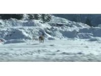 Konya’da sürücüler dondurucu soğuklarda yiyecek arayan yaban hayvanlarını görüntüledi