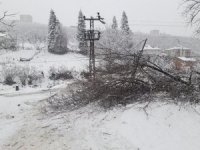 Yüksek gerilim hattı üzerine devrilen ağaç mahalleyi elektriksiz bıraktı