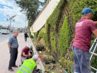 Bilecik Belediyesi Dikey Bahçe’de bakım ve yenileme çalışmaları yapıldı