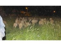 Burhaniye’ de koyunlarda gece güdümü başladı