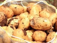 Erkenci patatesin kilosu tarlada 9 lira